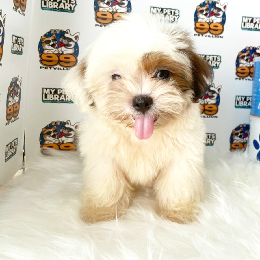 Shih Tzu Puppy (Male) For Sale