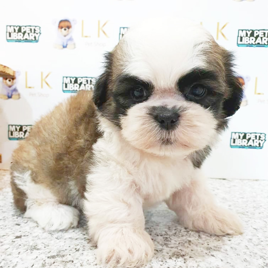 Shih Tzu Puppy (Male) For Sale