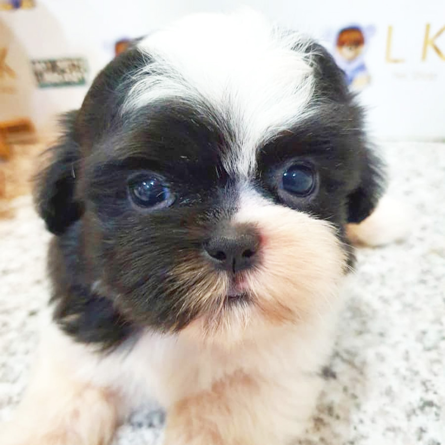 Shih Tzu Puppy (Female) For Sale