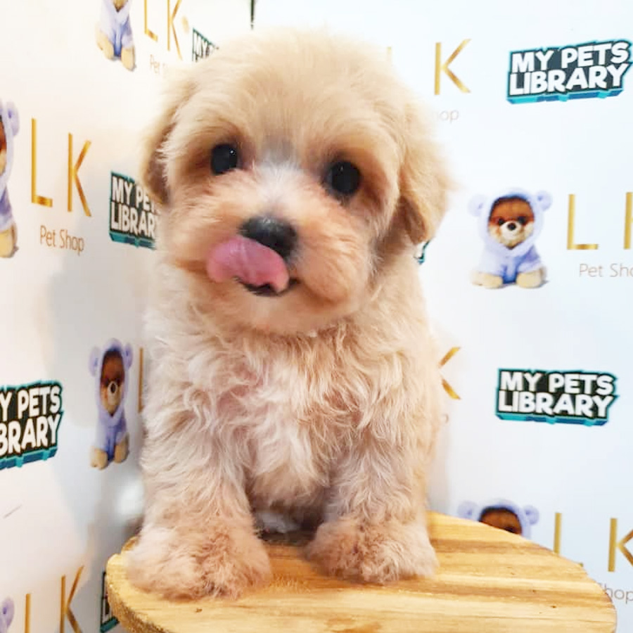 Toy Poodle Puppy (Female) For Sale