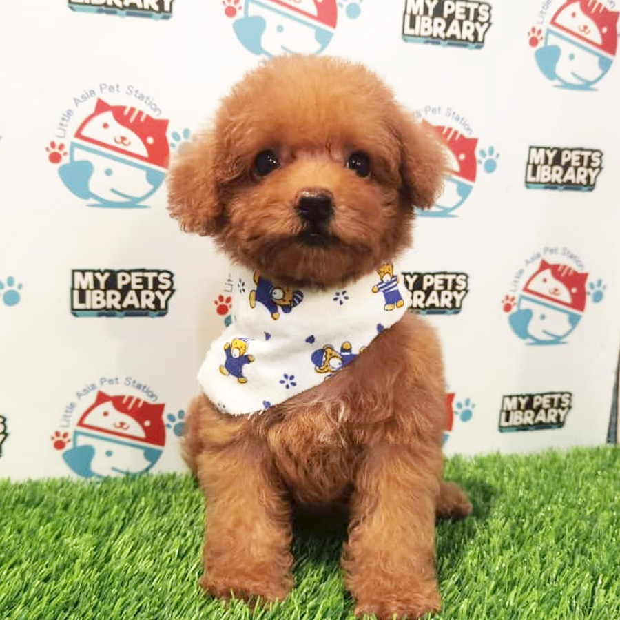 Toy Poodle Puppy (Male) For Sale