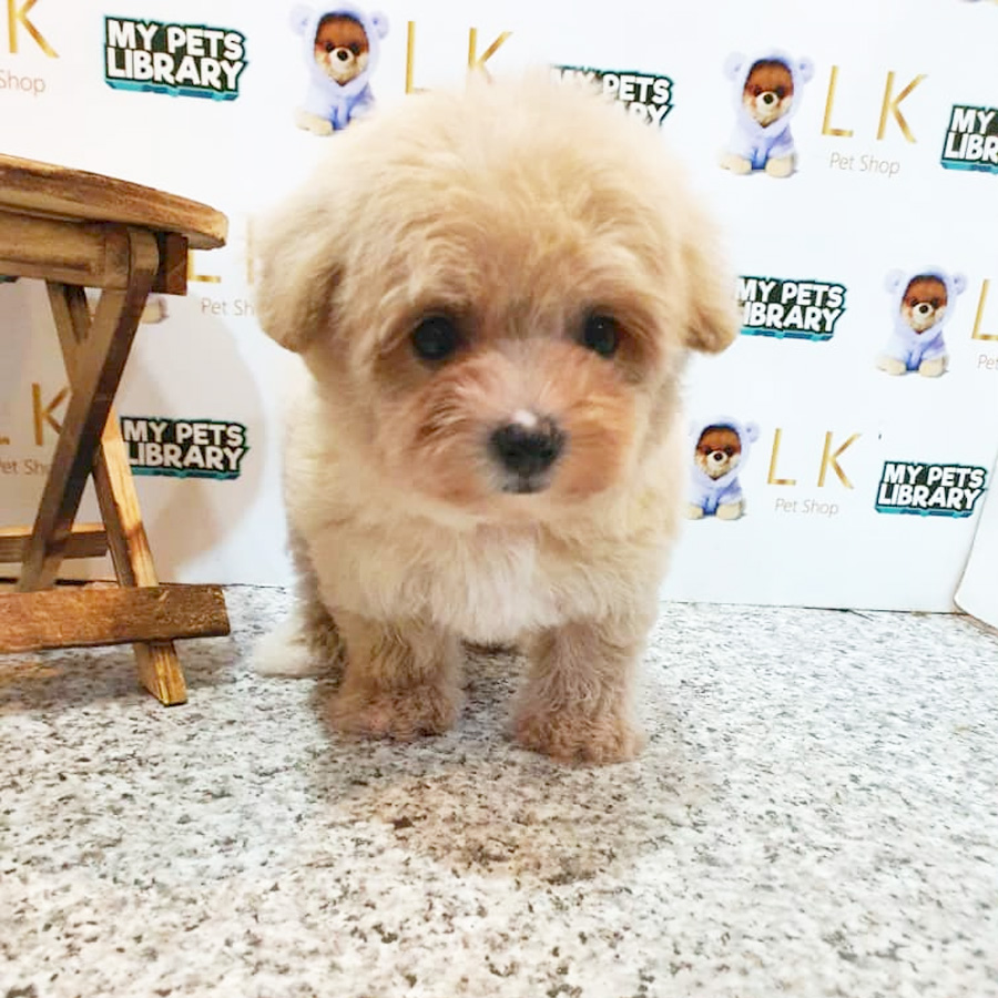 Toy Poodle Puppy (Female) For Sale