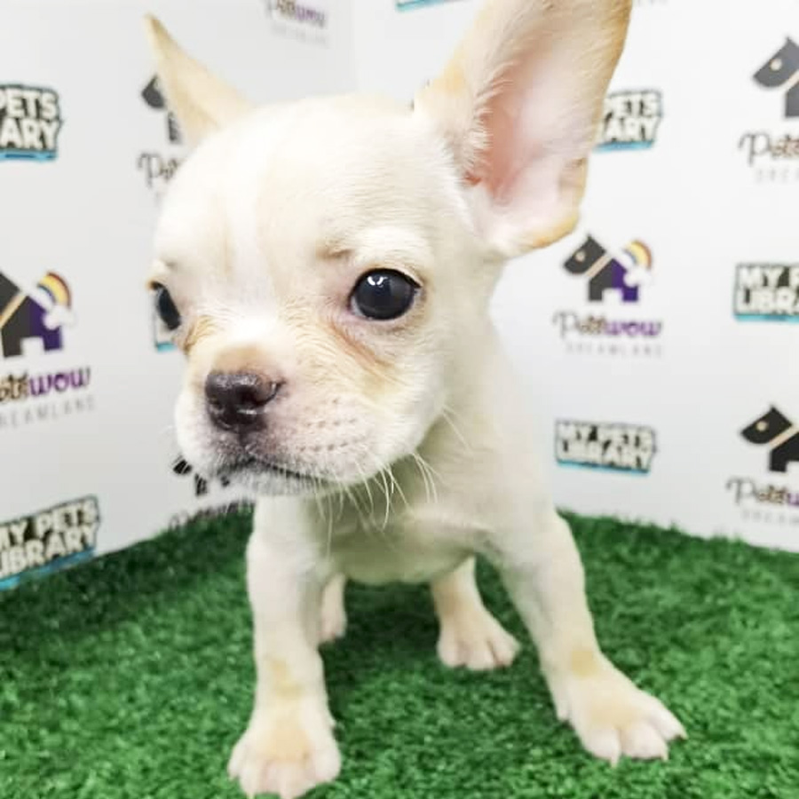 French Bulldog Puppy (Female) For Sale