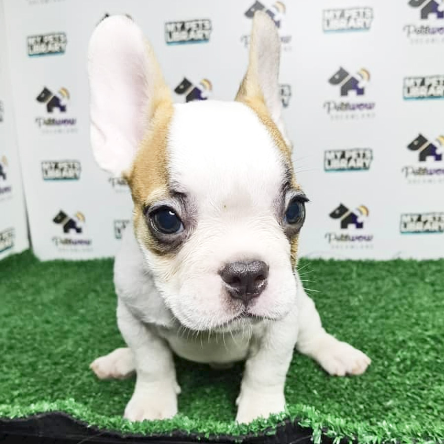 French Bulldog Puppy (Male) For Sale