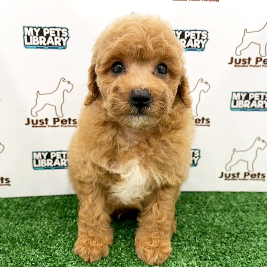 Toy Poodle Puppy (Male) For Sale