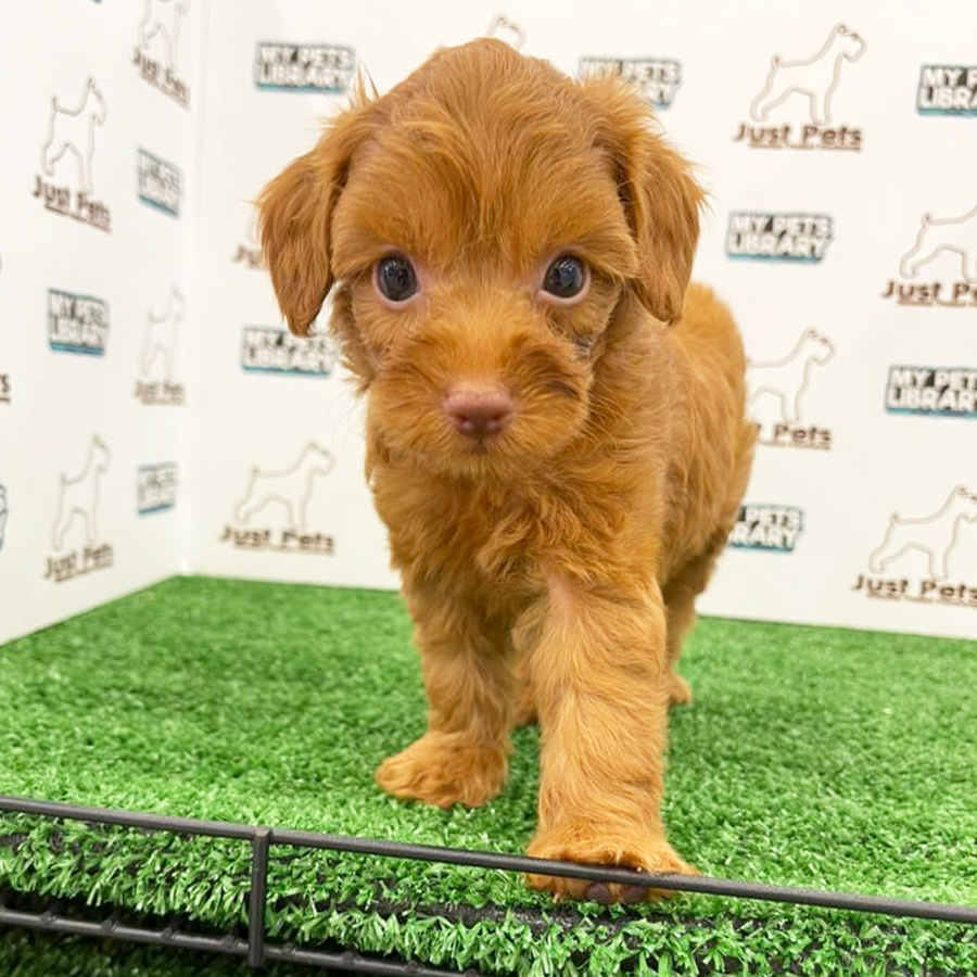 Toy Poodle Puppy (Female) For Sale