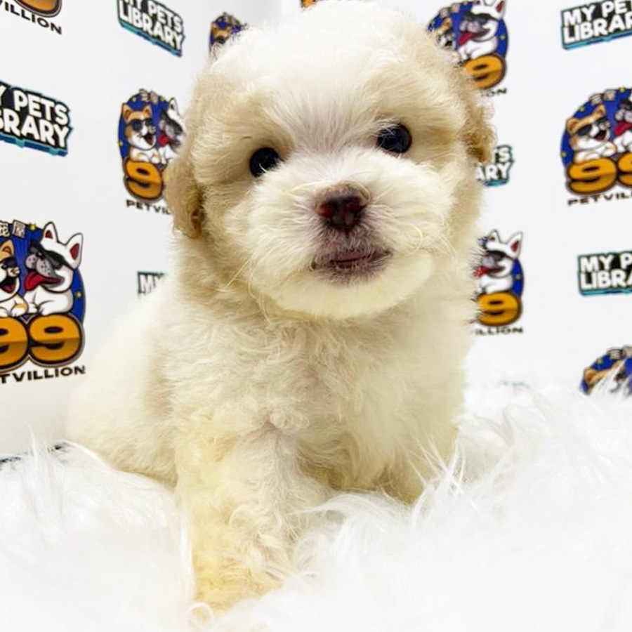 Toy Poodle Puppy (Male) For Sale