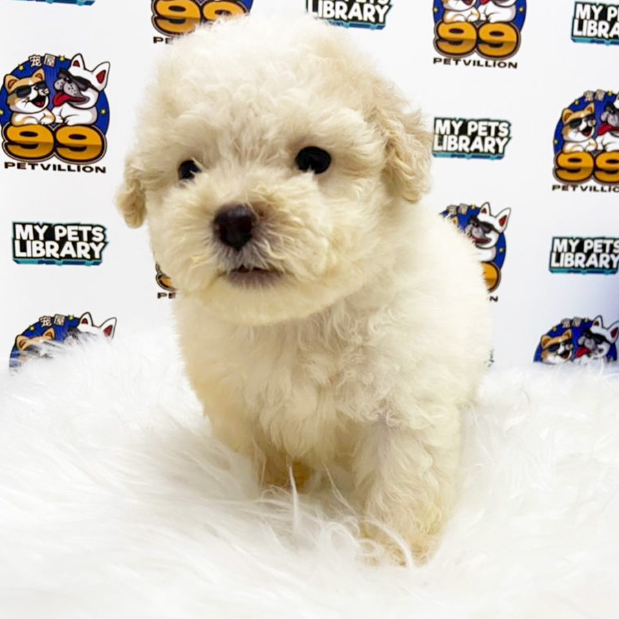 Toy Poodle Puppy (Male) For Sale