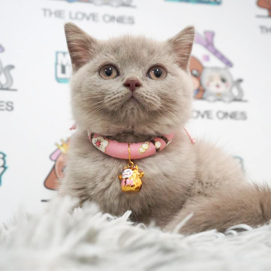MKA British Shorthair Kitten (Female) For Sale