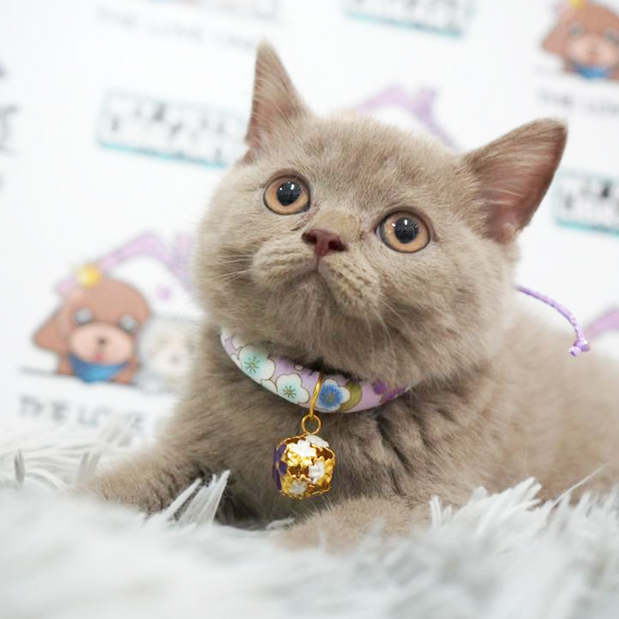 MKA British Shorthair Kitten (Female) For Sale