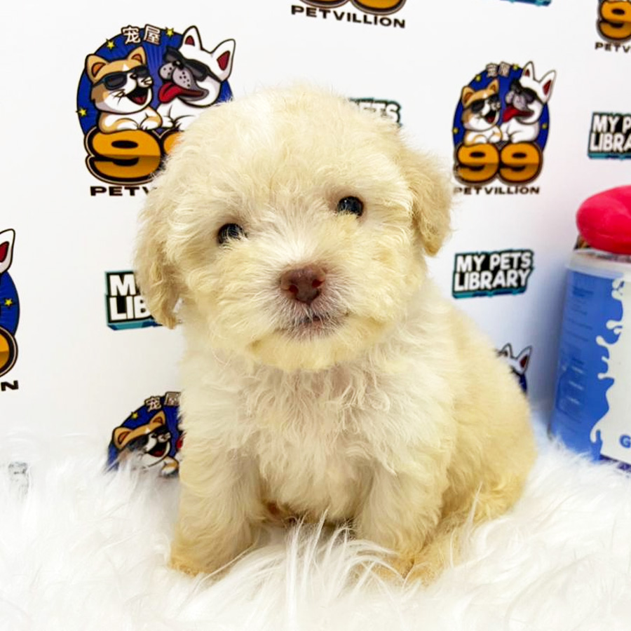 Maltipoo Puppy (Female) For Sale