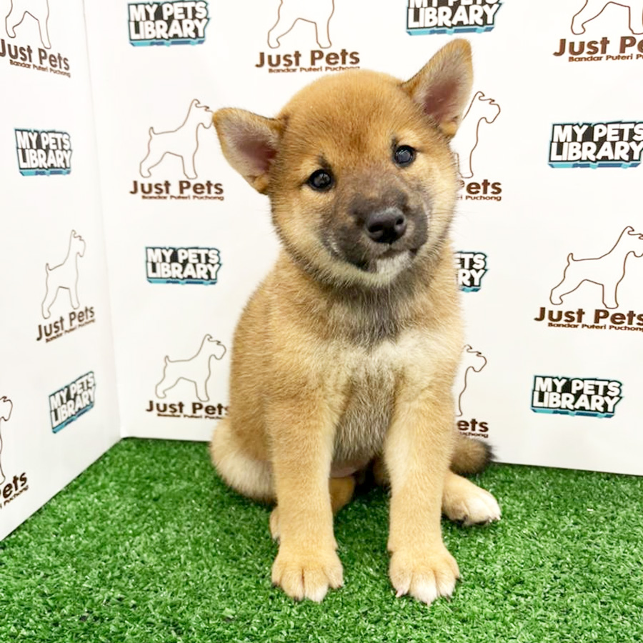 MKA Shiba Inu Puppy (Female) For Sale