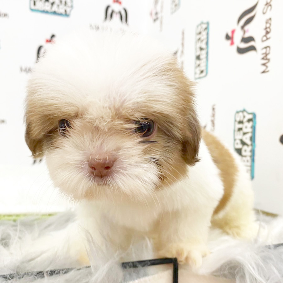 Shih Tzu Puppy (Female) For Sale