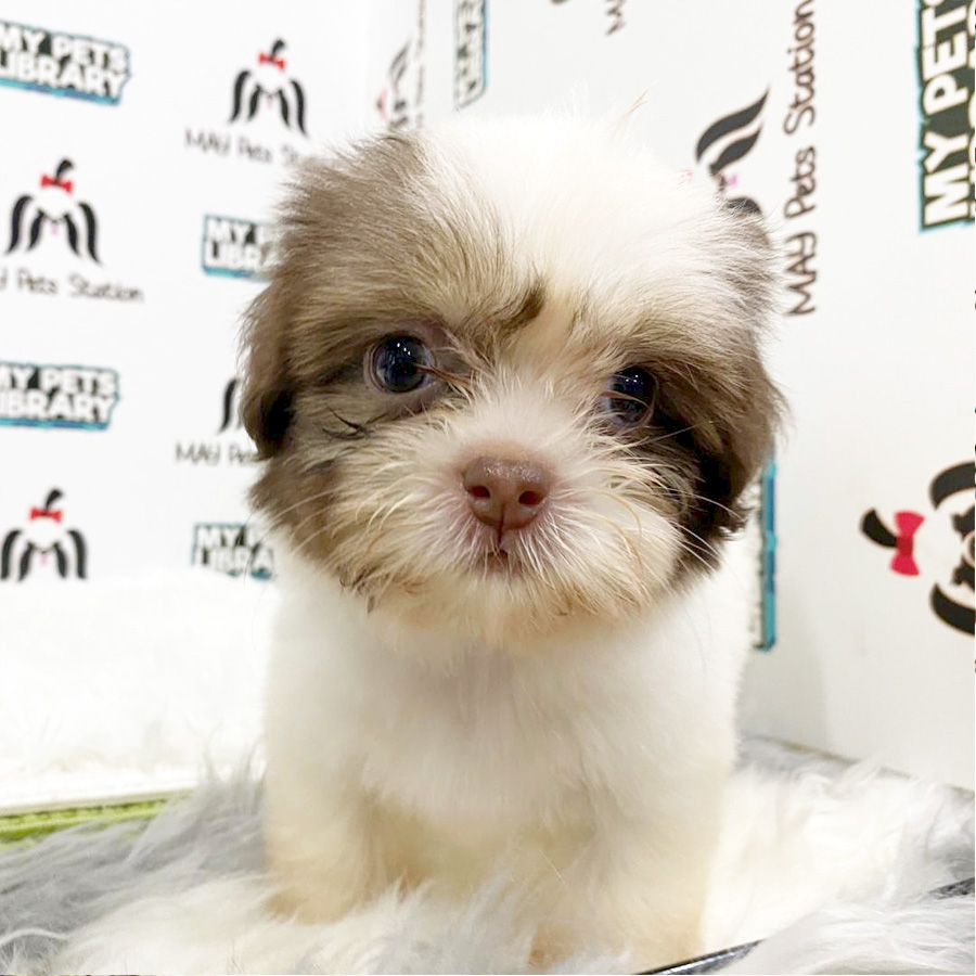 Shih Tzu Puppy (Female) For Sale