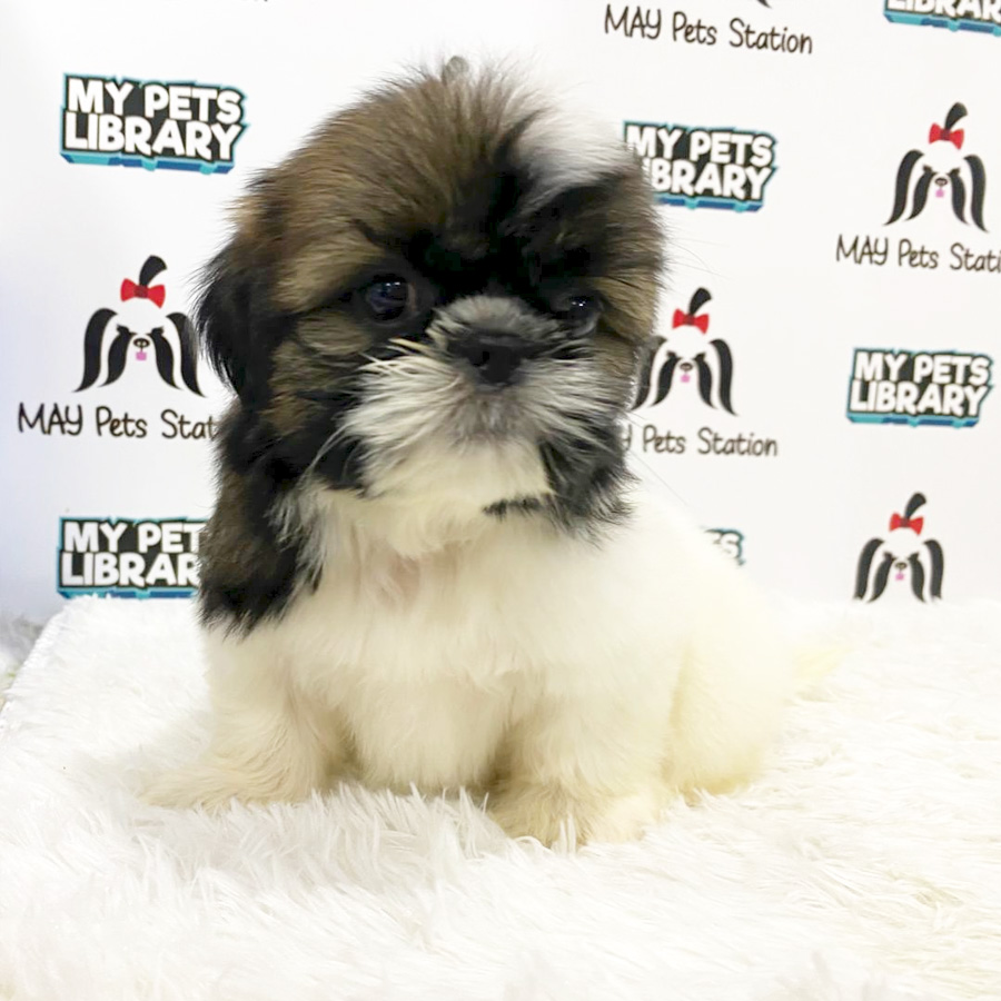 Shih Tzu Puppy (Female) For Sale