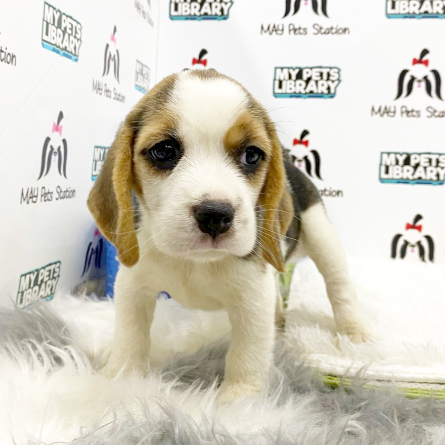 Beagle Puppy (Female) For Sale
