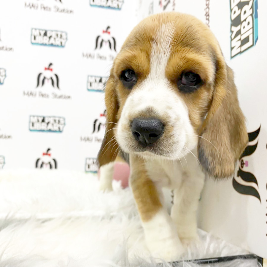Beagle Puppy (Female) For Sale