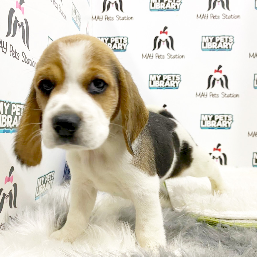 Beagle Puppy (Female) For Sale