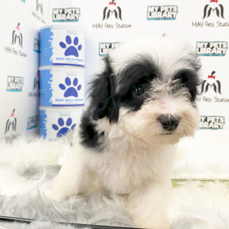 Toy Poodle Puppy (Female) For Sale