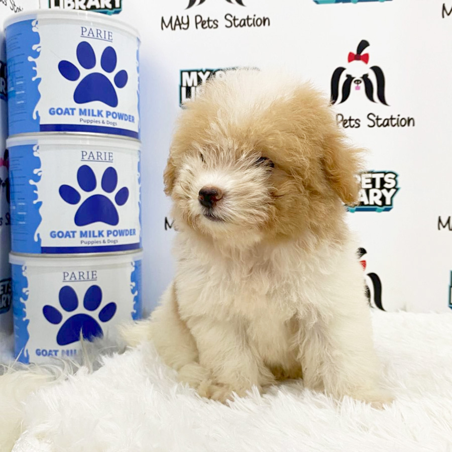 Toy Poodle Puppy (Male) For Sale