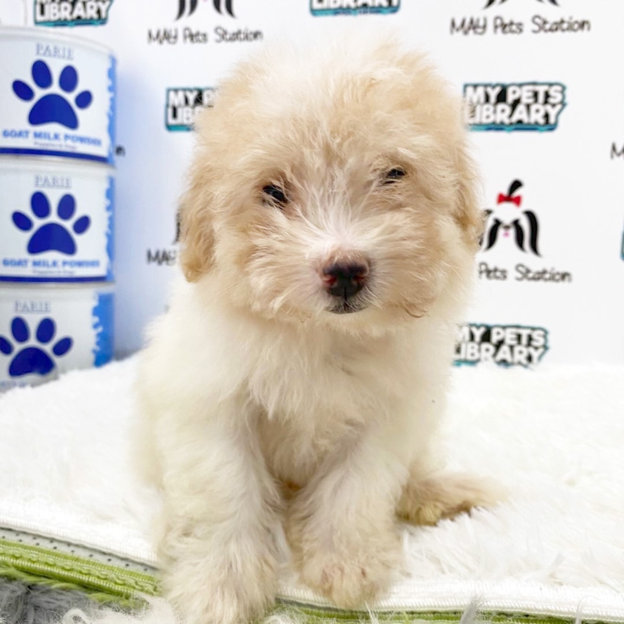 Toy Poodle Puppy (Female) For Sale