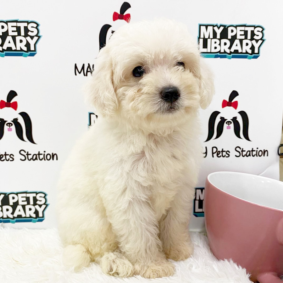 Toy Poodle Puppy (Male) For Sale