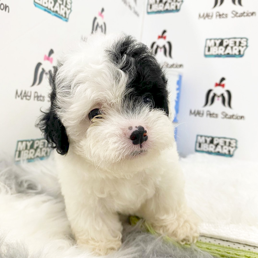 Toy Poodle Puppy (Male) For Sale