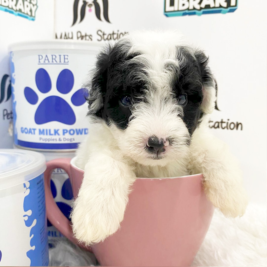Toy Poodle Puppy (Female) For Sale