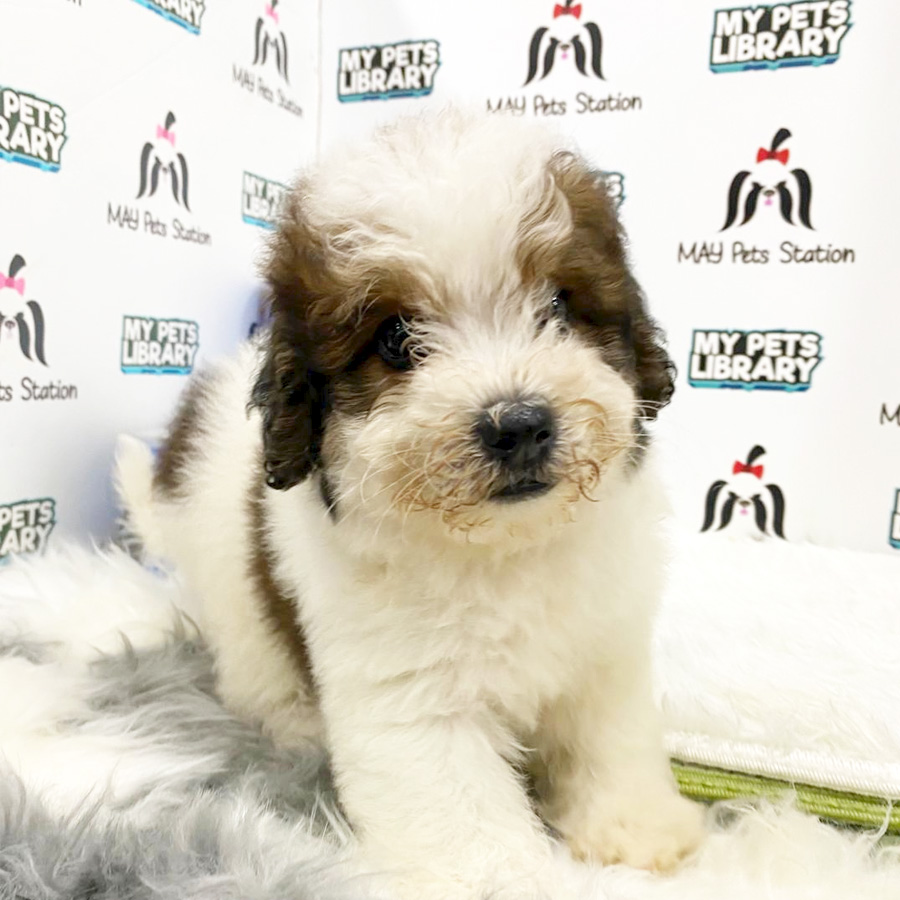 Toy Poodle Puppy (Male) For Sale