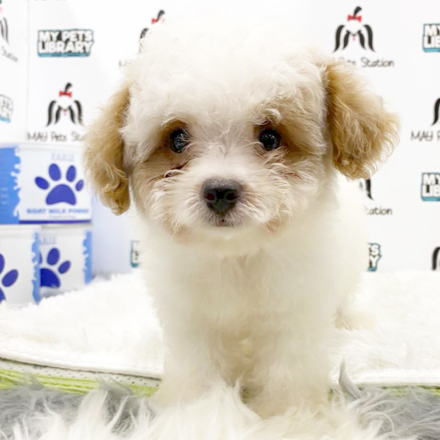 Toy Poodle Puppy (Male) For Sale