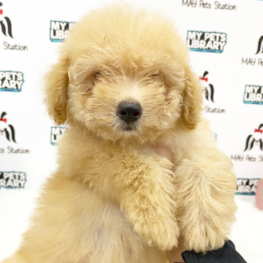 Toy Poodle Puppy (Female) For Sale