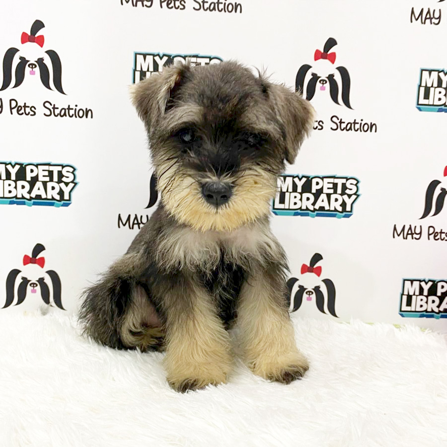 Miniature Schnauzer Puppy (Female) For Sale