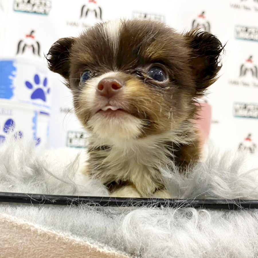 Super Tiny Chihuahua Puppy (Male) For Sale