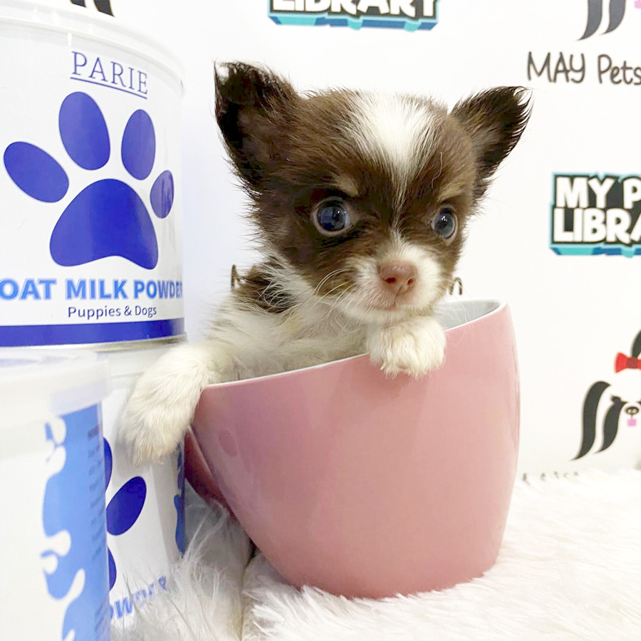 Super Tiny Chihuahua Puppy (Male) For Sale