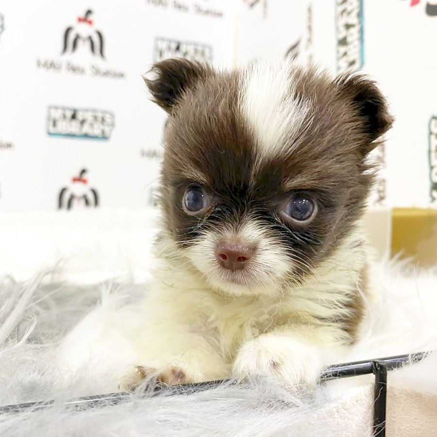 Super Tiny Chihuahua Puppy (Male) For Sale