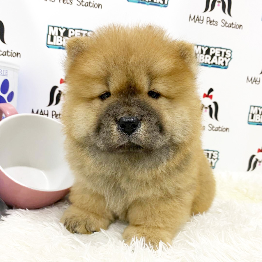 Chow Chow Puppy (Female) For Sale