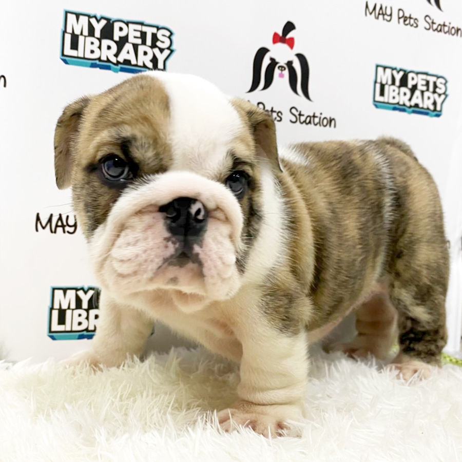 English Bulldog Puppy (Male) For Sale
