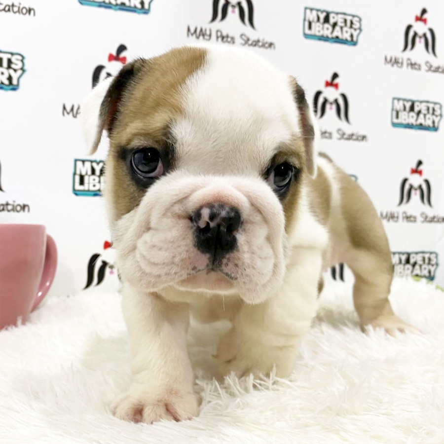 English Bulldog Puppy (Male) For Sale