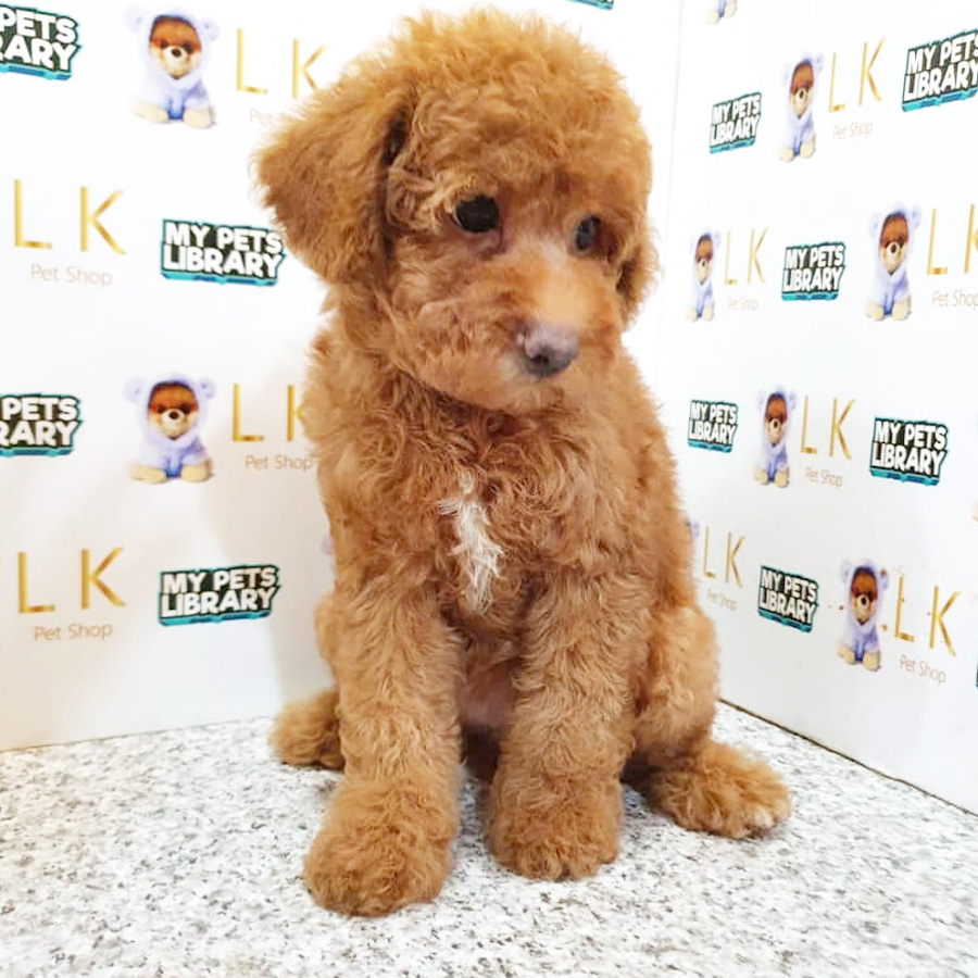 Toy Poodle Puppy (Female) For Sale