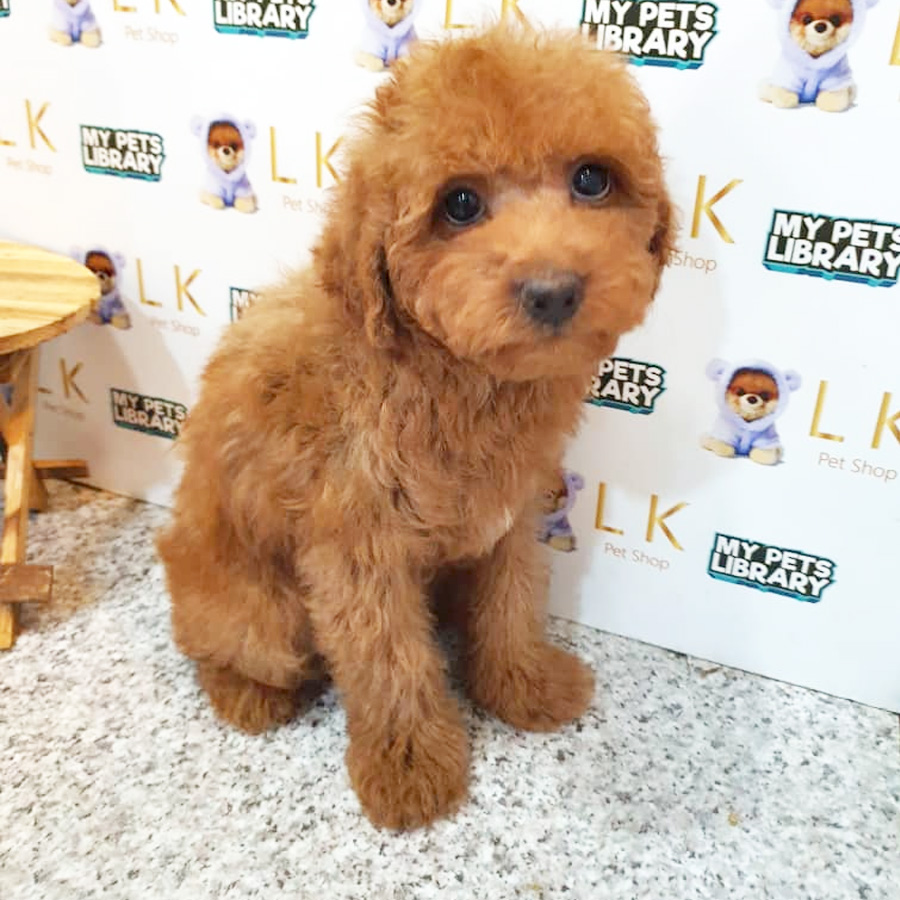 Toy Poodle Puppy (Male) For Sale