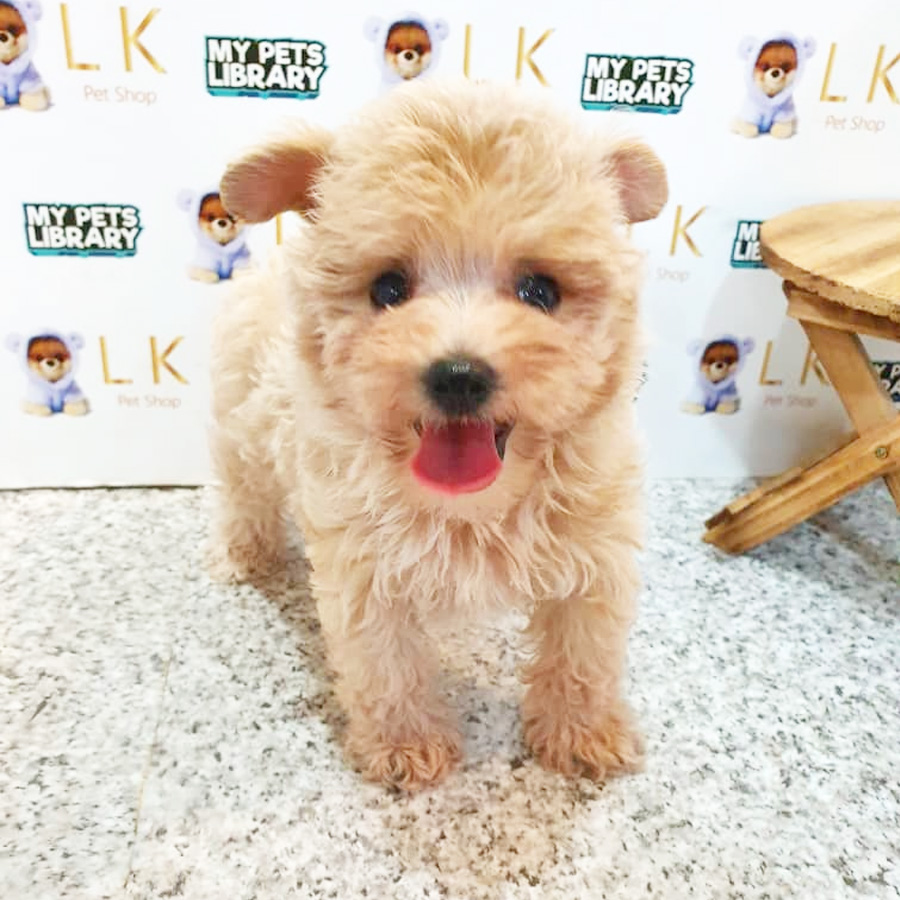 Toy Poodle Puppy (Female) For Sale