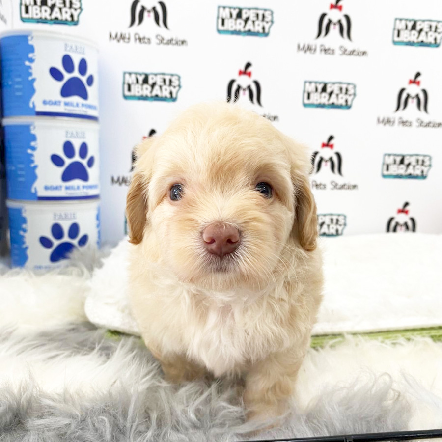 Maltipoo Puppy (Female) For Sale