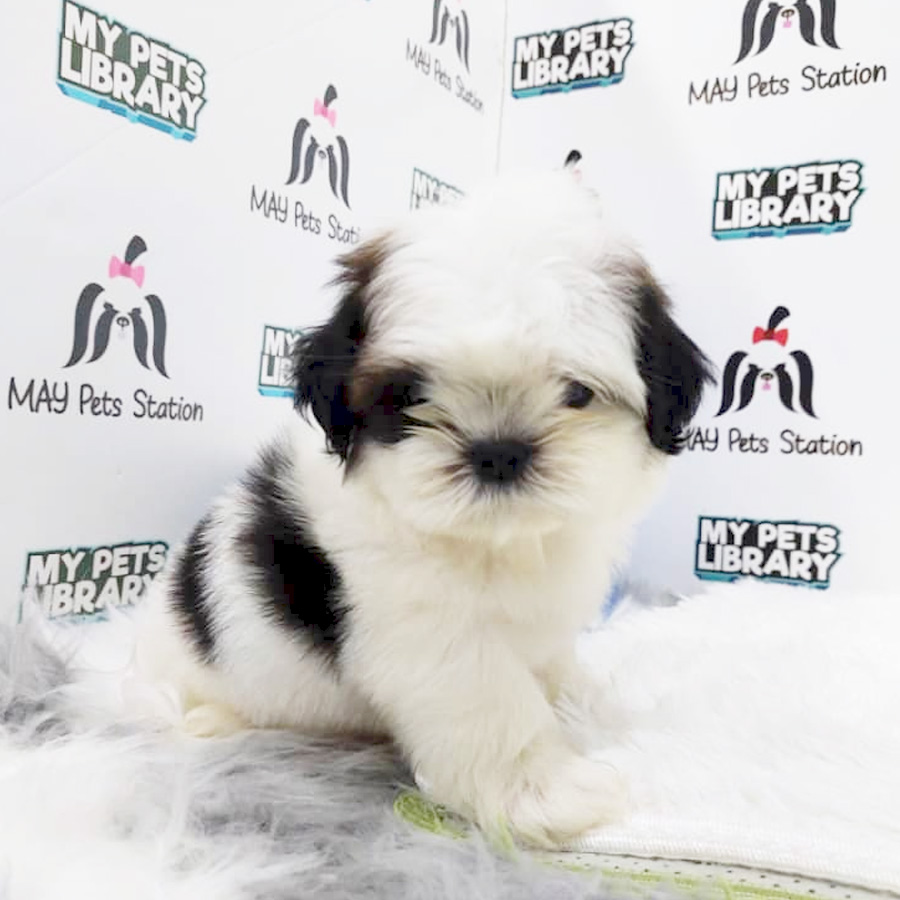 Shih Tzu Puppy (Male) For Sale