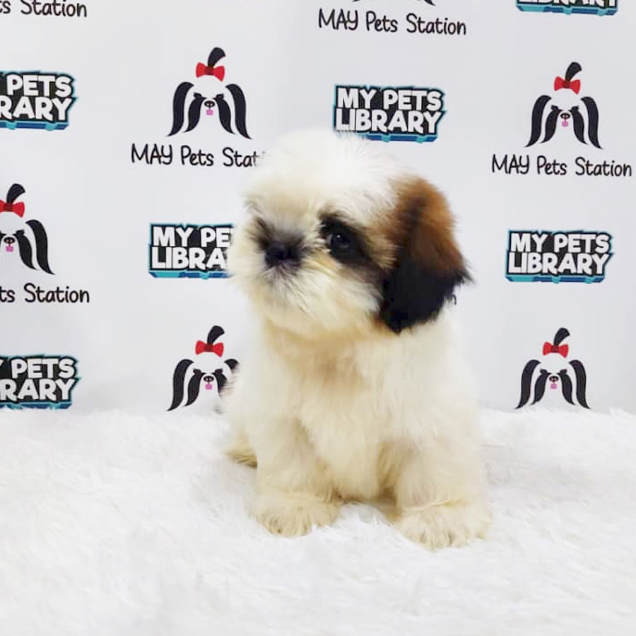 Shih Tzu Puppy (Male) For Sale