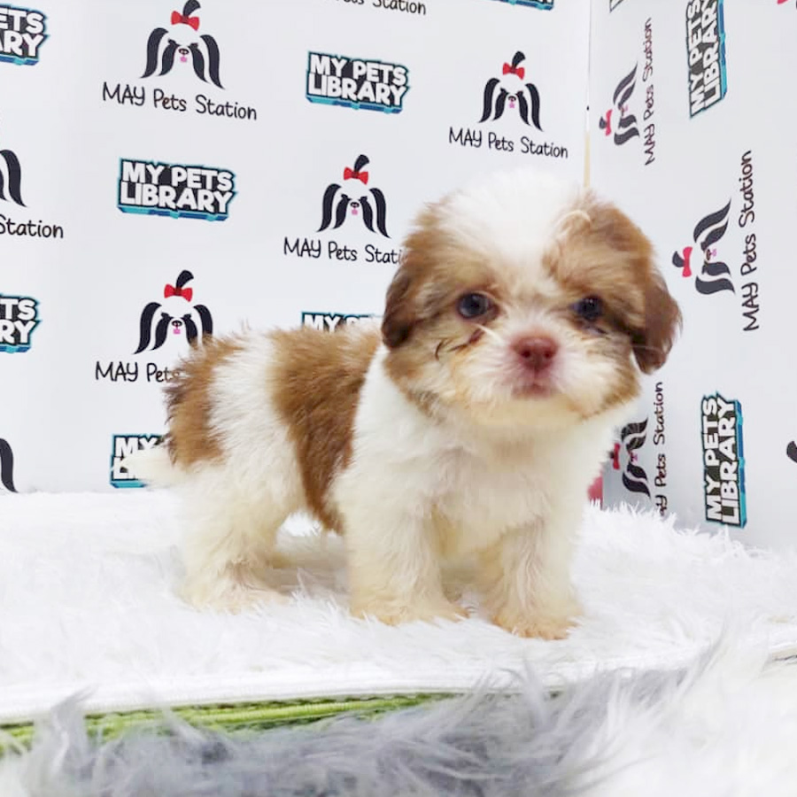 Shih Tzu Puppy (Male) For Sale
