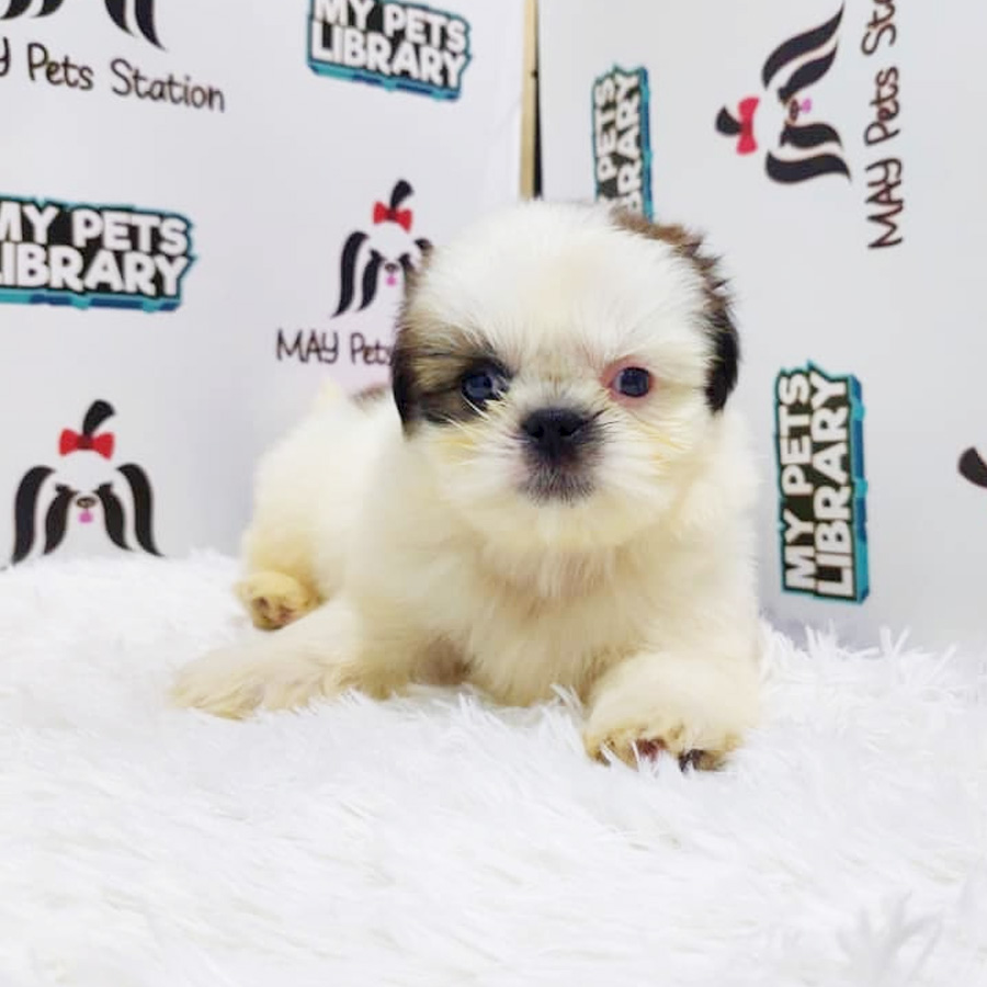 Shih Tzu Puppy (Male) For Sale