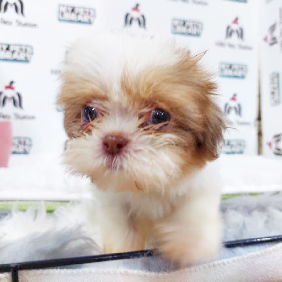 Shih Tzu Puppy (Male) For Sale