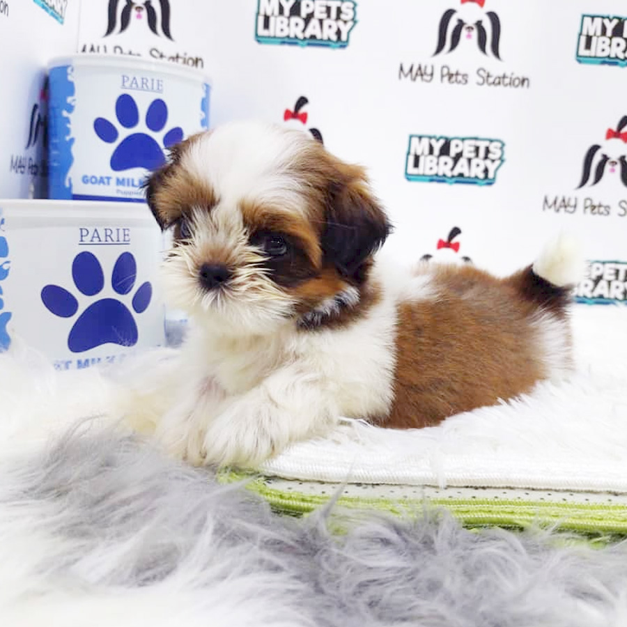 Shih Tzu Puppy (Male) For Sale