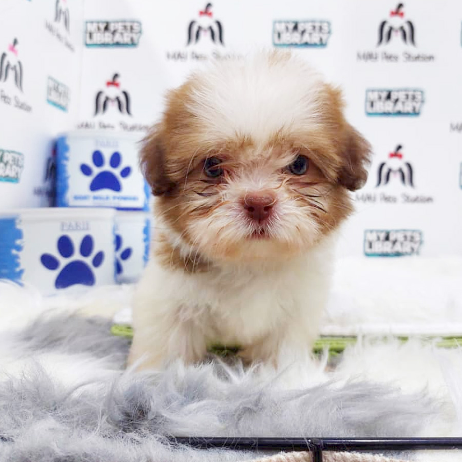 Shih Tzu Puppy (Male) For Sale