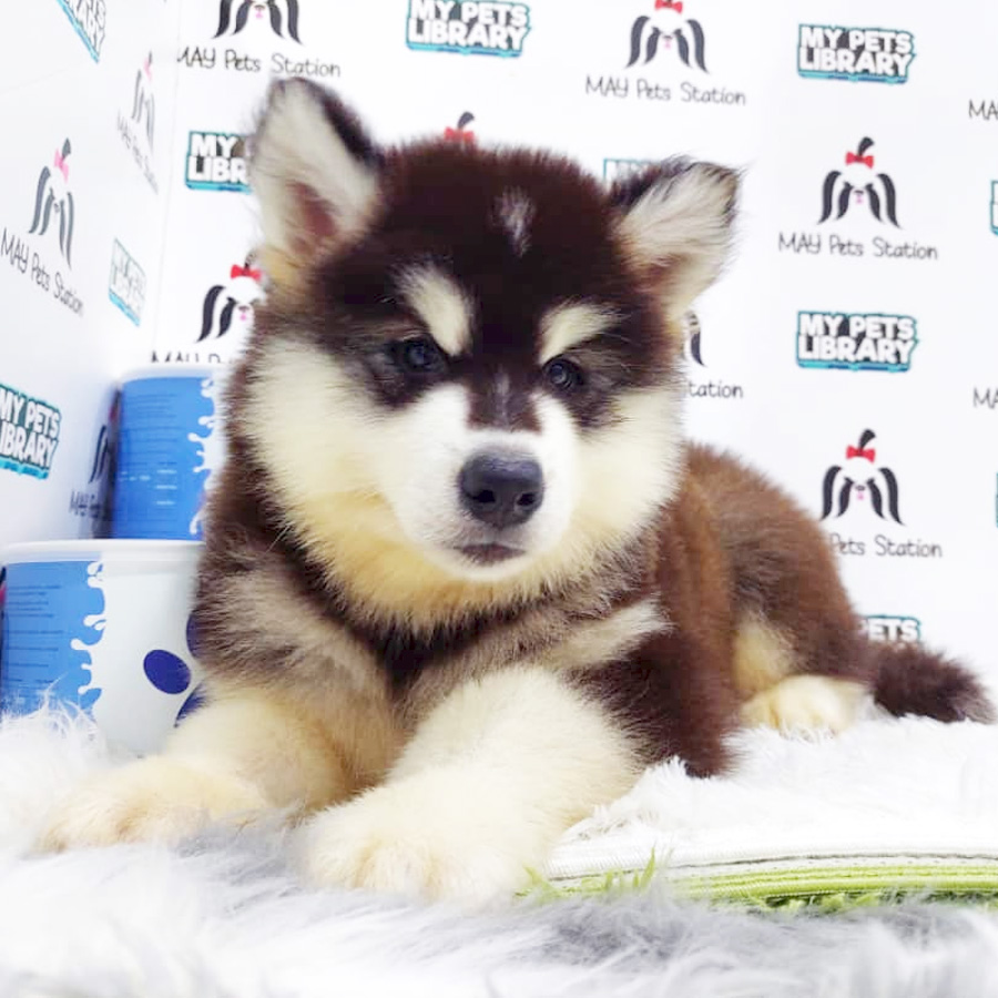 Alaskan Husky Puppy (Male) For Sale